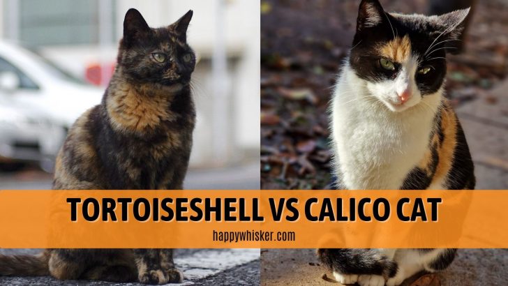 calico cat tortoiseshell cat difference